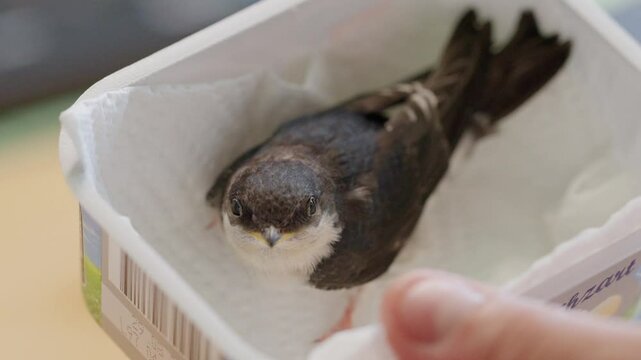 Junge gerettete Mehlschwalbe wird mit Heimchen gef&uuml;ttert und aufgepeppelt f&uuml;r ihren ersten Flug