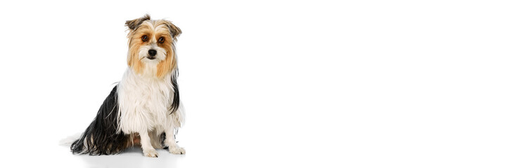 Adorable, small, fluffy Biewer Yorkshire Terrier dog calmly sitting and looking at camera with friendly expression isolated on white studio background. Concept of animal theme, pet care, grooming, vet