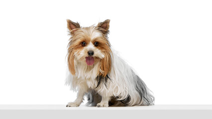 Adorable purebred Biewer Yorkshire Terrier, small, fluffy dog calmly sitting and looking at the camera with tongue out isolated on white background. Concept of animal theme, pet care, grooming, vet