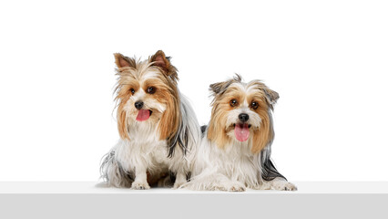 Two purebred Biewer Yorkshire Terrier, small, fluffy dogs calmly sitting and looking at the camera with tongue out isolated on white studio background. Concept of animal theme, pet care, grooming, vet