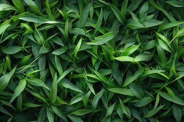 A top-down view of vibrant green grass texture, providing a natural and fresh background