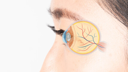 Female human eye ball intersection anatomy system. Digital vision eye care concept.