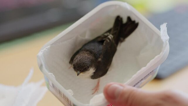 Junge gerettete Mehlschwalbe wird mit Heimchen gef&uuml;ttert und aufgepeppelt f&uuml;r ihren ersten Flug