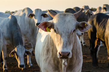 Brahman cow looking at the camera