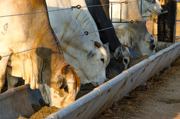Brahman cattle feeeding in pallet inside the feedlot range.