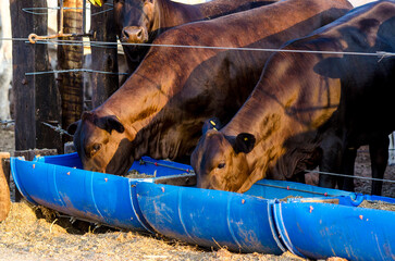red Brahman cattle feeding in pallet inside the feedlot range.