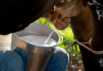 man milking  milk cow, farming