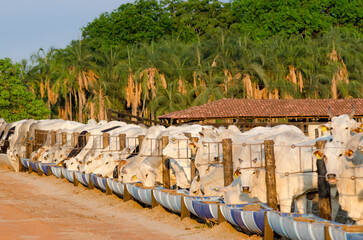 red Brahman cattle feeding in pallet inside the feedlot range.