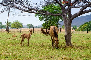 foal and mother on pasture.