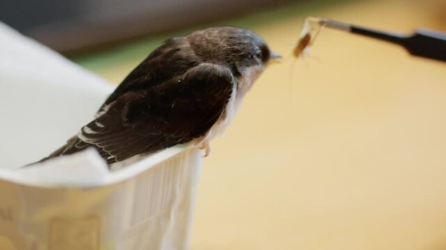 Kleine s&uuml;sse gerettete schwalbe frisst heimchen
