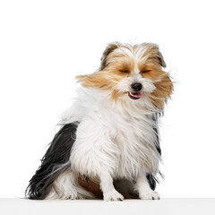 Purebred Biewer Yorkshire Terrier fluffy dog with a black, white, and brown coat sitting while its fur blows in wind isolated on white background. Concept of animal theme, pet care, grooming, vet