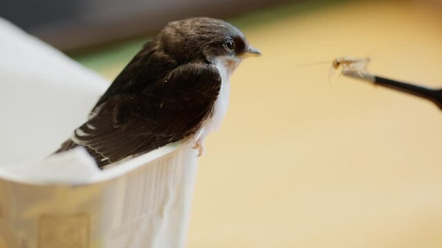 Kleine s&uuml;sse gerettete schwalbe frisst heimchen
