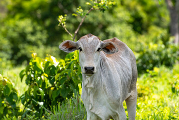 nelore cattle looking at camera on pasture, white cow  . © henrique ferrera