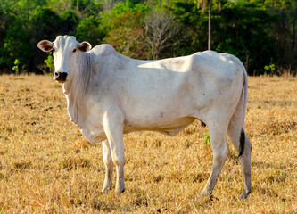 nelore cow looking at camera on pasture, white cow