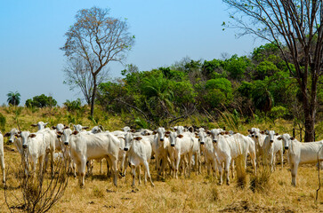 nelore cattle looking at camera on pasture, white cow .