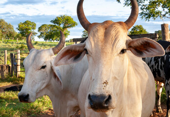 nelore cattle in corral, white cow .
