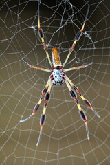 A large black and gold spider on its web.