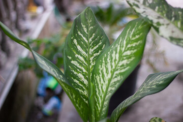 Green Leaf Plant with White Streak Patterns
