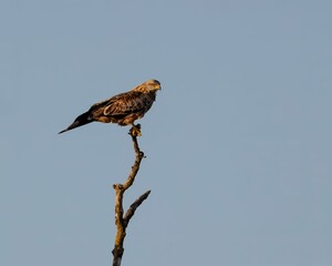 Majestic bird of prey perched on a branch against a clear blue sky.
