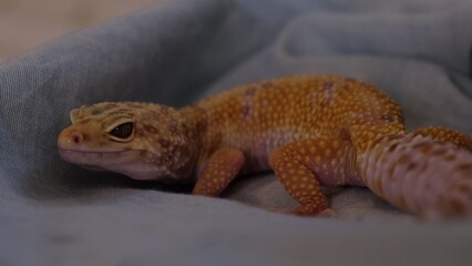 charming gecko rests comfortably, its facial expression reflecting calm and curiosity. This image showcases the endearing qualities of reptiles in a close, personal setting.