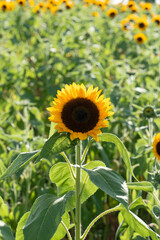 ひまわり/ sunflower 