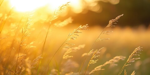 Tall Grass Swaying in the Breeze at Sunset