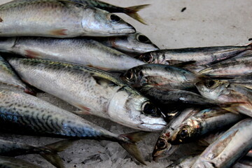 Fisch Verkauf auf dem Fischmarkt, Fischerei
