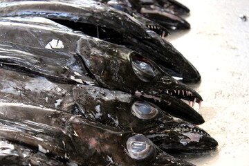 black scabbardfish, Degenfisch