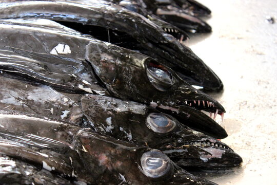 black scabbardfish, Degenfisch