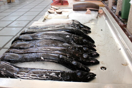 black scabbardfish, Degenfisch