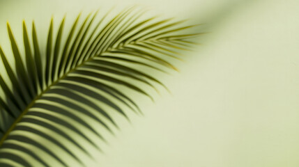 Obraz premium Palm leaf shadow on a green wall background. Olive color stylish flat lay with trendy shadow and sun light.