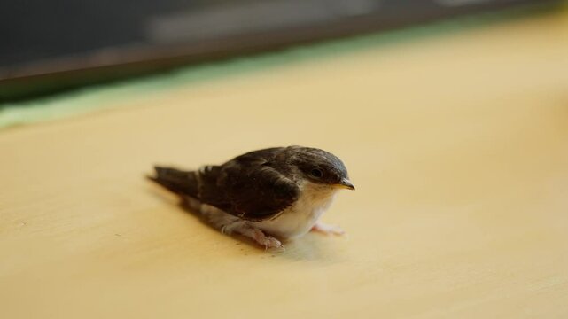 Junge gerettete Mehlschwalbe wird mit Heimchen gef&uuml;ttert und aufgepeppelt f&uuml;r ihren ersten Flug
