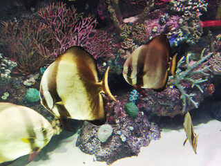 Decorative striped aquarium fish swim in the water against the background of rocks and reefs