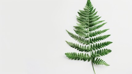 Obraz premium Minimalist fern leaf print on a white background