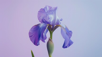 Minimalist print of a single iris flower