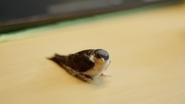 Junge gerettete Mehlschwalbe wird mit Heimchen gef&uuml;ttert und aufgepeppelt f&uuml;r ihren ersten Flug