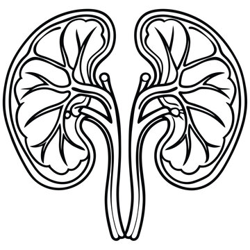 recommend clip art: Human kidney vector silhouette line art style 