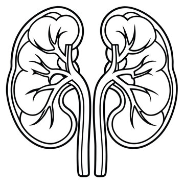 recommend clip art: Human kidney vector silhouette line art style 