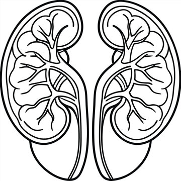black and white kidneys anatomy diagram clip art preview