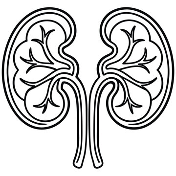 black outline kidneys anatomy clip art preview
