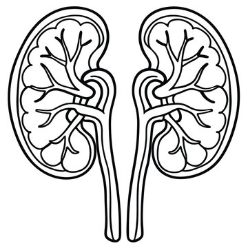 black and white kidneys anatomy clip art preview