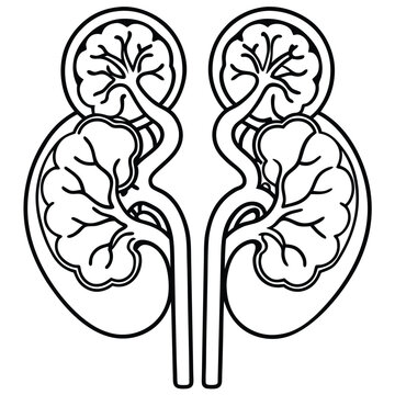 recommend clip art: Human kidney vector silhouette line art style 