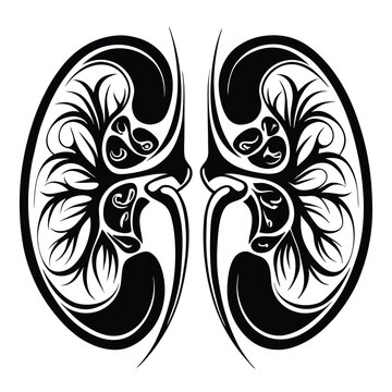 recommend clip art: Human kidney vector silhouette line art style 
