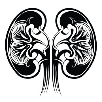 recommend clip art: Human kidney vector silhouette line art style 