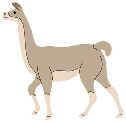 Llama or alpaca walking, animal. Pet and mammal, farm and nature, illustration