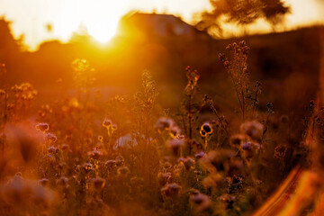 Beautiful school child in a flower field on sunset, playing with airplane and vintage suitcase