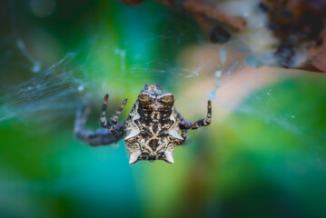 spider in the middle of its web in the morning light