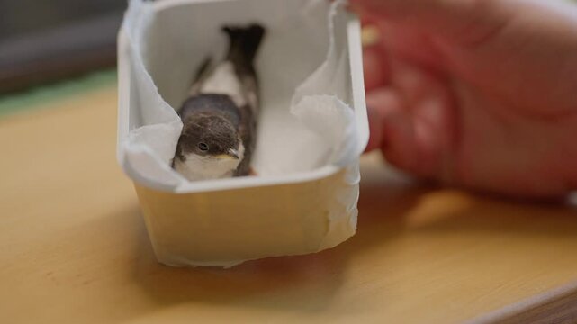 Junge gerettete Mehlschwalbe wird mit Heimchen gef&uuml;ttert und aufgepeppelt f&uuml;r ihren ersten Flug