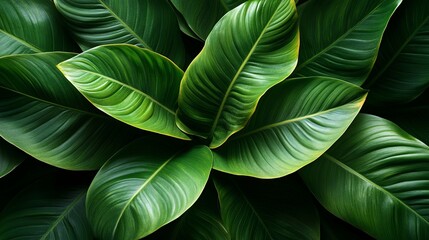 Fototapeta premium A Lush Arrangement of Tropical Leaves with Prominent Veins and a Rich Green Hue