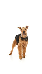 Playful Airedale Terrier, full of energy, ready for adventure. With mischievous grin and wagging tail, he's clearly up to something against white studio background. Concept of grooming, vet services.